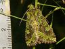 moth-image