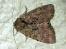 moth-image