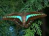 butterfly-image