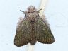 moth-image