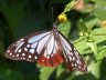 butterfly-image