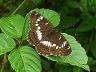 butterfly-image
