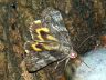 moth-image