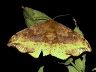 moth-image