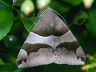 moth-image