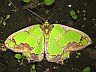 moth-image
