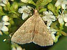 moth-image