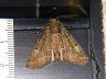 moth-image