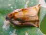 moth-image