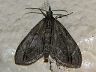 moth-image