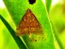 moth-image