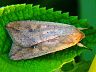 moth-image