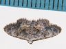 moth-image