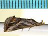 moth-image