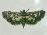 moth-image