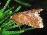 moth-image