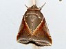 moth-image