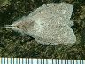 moth-image