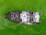 moth-image