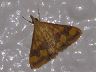 moth-image
