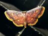 moth-image