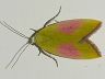 moth-image