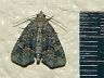 moth-image