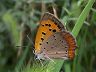 butterfly-image