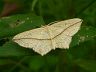 moth-image
