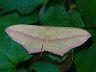 moth-image