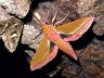 moth-image