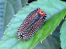 moth-image