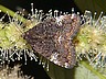 moth-image