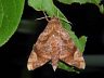 moth-image
