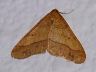 moth-image