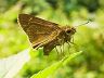butterfly-image