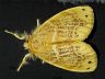 moth-image