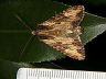 moth-image
