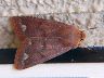 moth-image