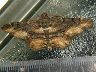 moth-image