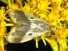 moth-image