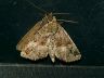 moth-image