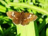 butterfly-image