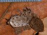 moth-image
