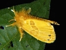 moth-image