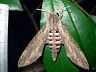 moth-image