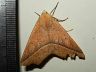 moth-image
