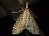 moth-image