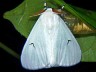 moth-image