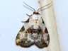 moth-image